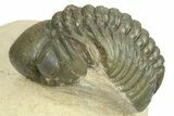 Detailed Reedops Trilobite - Atchana, Morocco #268749-1